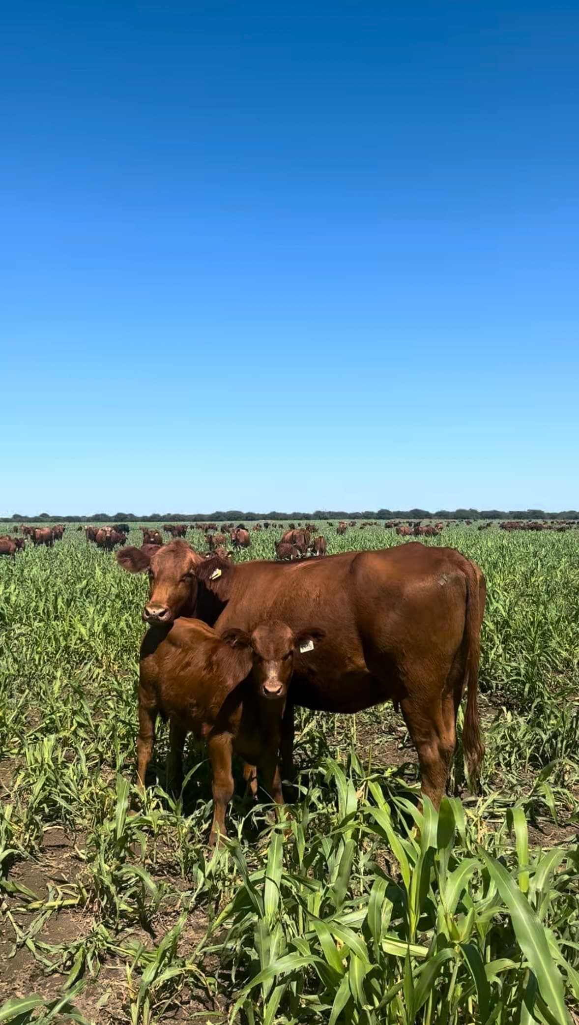 Ganado en el campo